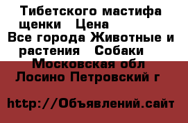  Тибетского мастифа щенки › Цена ­ 10 000 - Все города Животные и растения » Собаки   . Московская обл.,Лосино-Петровский г.